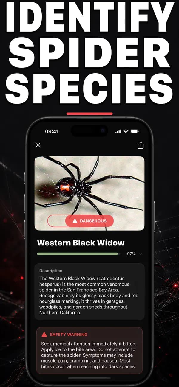 Spidr AI: Spider Identifier screenshot 1 — spider identification