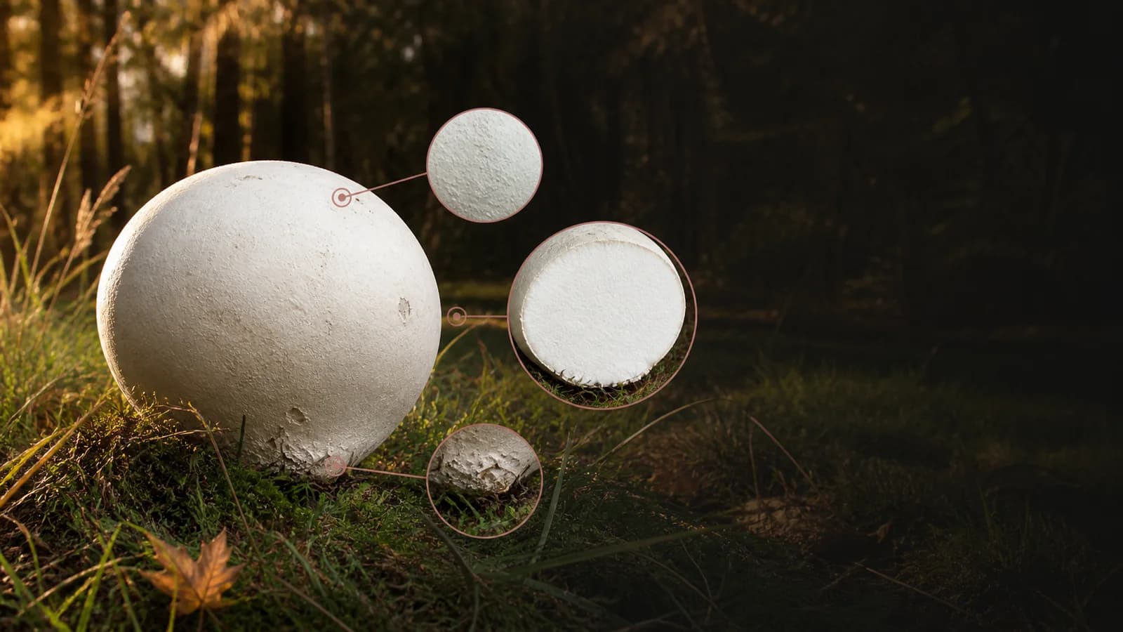 Foragr evidence view of a large white giant puffball with surface, base, and uniformly white cut-interior details