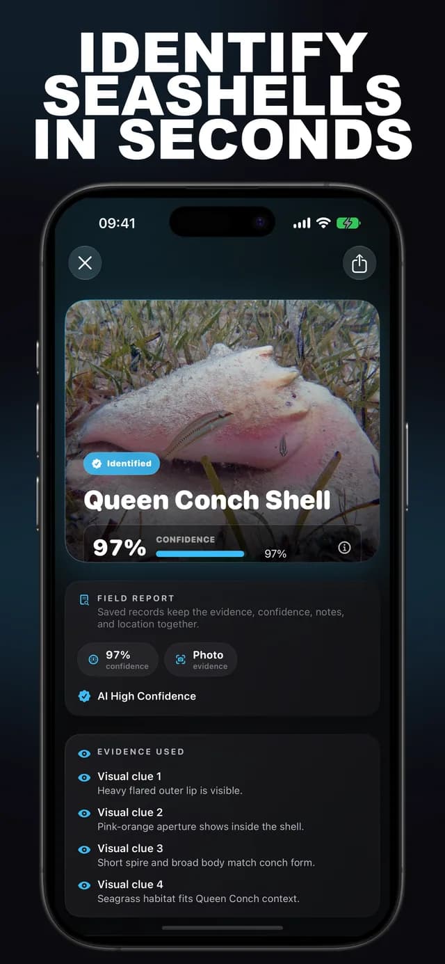 Shellr AI: Seashell ID screenshot 1: seashell identification