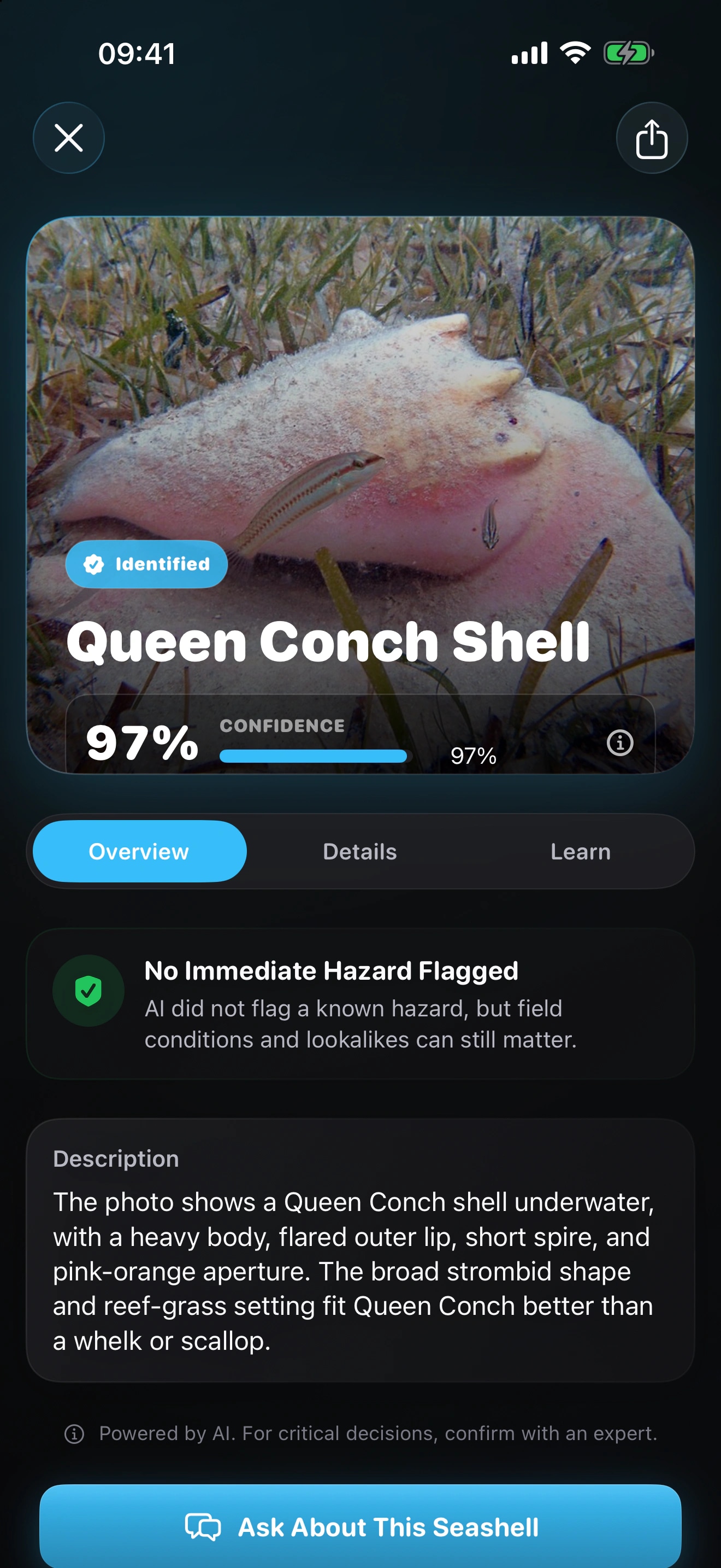 Shellr AI: Seashell ID: Compare the shell